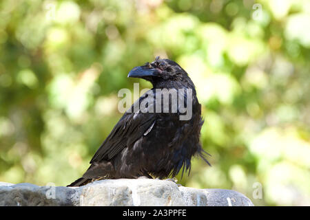 Ein tattered Raven thront auf einer Mauer aus Stein mit Blick auf die Zuschauer. Grüne Blätter von Bäumen im Hintergrund. Sehr intelligent, Ravens haben bekannt. Stockfoto