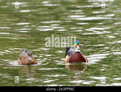 Männliche und weibliche Holz Enten schwimmen in einem Teich mit Licht widerspiegelt. Das Holz Ente oder Carolina Duck ist eine Pflanzenart aus der Gattung der hocken Ente und ist einer der m Stockfoto