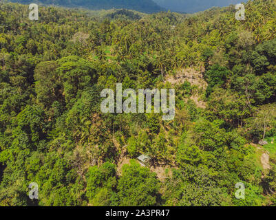 Tropischen Dschungel von Bali. Wald und Berg Stockfoto