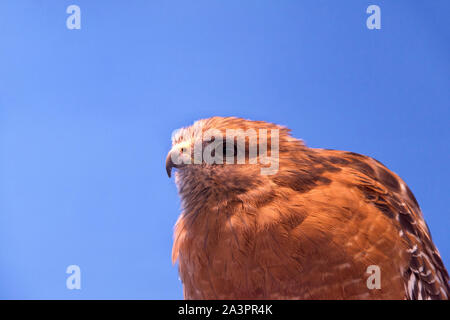 Nahaufnahme eines Red tailed Hawk suchen Zuschauer linken, blauen Bildschirm hinter Vogel zu. Stockfoto