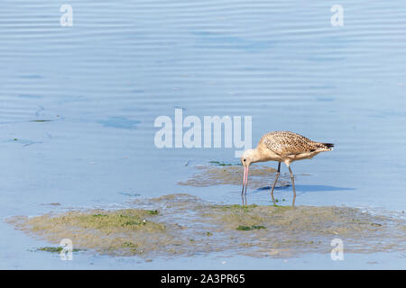 Eine marmorierte Godwit Essen im flachen Wasser entlang der Küste. Die größte der vier Arten von Godwit, im Herbst, Sie in Herden bis zu den Küsten migrieren Stockfoto