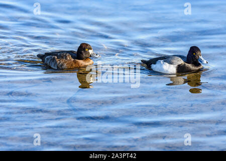 Lesser scaup, Aythya affinis Burnaby Lake Regional Park, Burnaby, British Columbia, Kanada Stockfoto