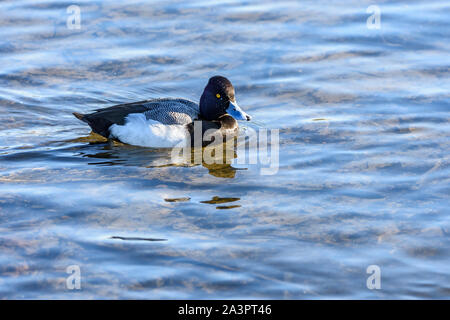 Lesser scaup, Aythya affinis Burnaby Lake Regional Park, Burnaby, British Columbia, Kanada Stockfoto