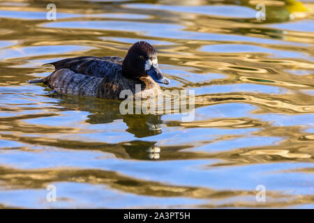 Weibliche Lesser scaup, Aythya affinis Burnaby Lake Regional Park, Burnaby, British Columbia, Kanada Stockfoto