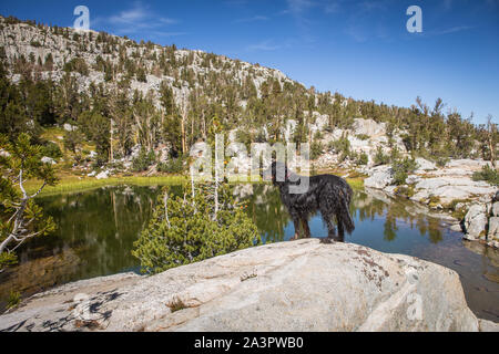 Der Gordon Setter Hund an Juwel Seen aus der Morgan Pass Trail in der östlichen Sierra Berge Kalifornien USA Stockfoto