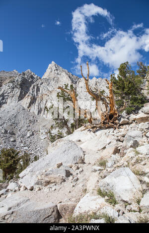 Alte Wacholder (JUNIPERUS GRANDIS) auf einem Berg Trail in der High Sierra. Die Berge der Sierra Nevada, Kalifornien; USA Stockfoto