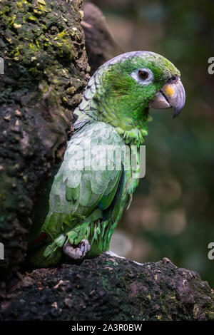 Guayaquil Historical Park, Guayaquil, Ecuador, Wildlife Park Stockfoto