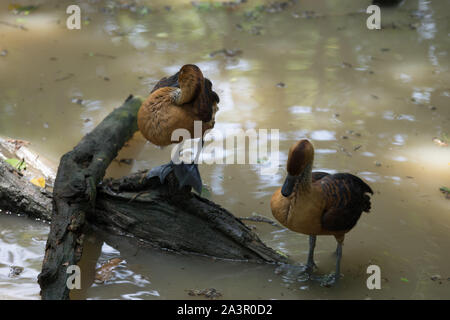 Guayaquil Historical Park, Guayaquil, Ecuador, Wildlife Park Stockfoto