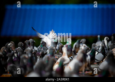 Gruppe von Speed Racing Pigeon auf Haus loft Dach Stockfoto