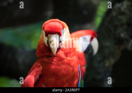 Guayaquil Historical Park, Guayaquil, Ecuador, Wildlife Park Stockfoto