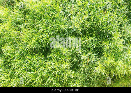 Garten Pflanze Blatt details, ideal für grüne Textur Hintergrund. Stockfoto