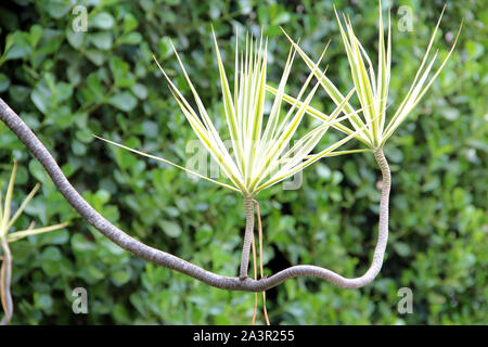 Garten Pflanze Blatt details, ideal für grüne Textur Hintergrund. Stockfoto