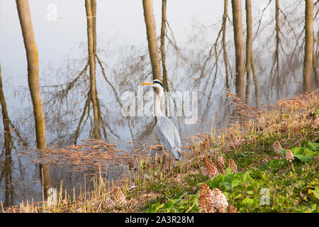 Blue Heron auf der Damse Vaart Canal, Belgien Stockfoto