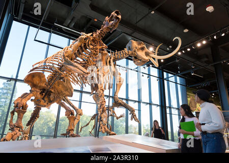 Besucher beobachten Exemplare einer riesigen Masse Trägheit und ein mastodon in der 'Fossilien entdeckt "Galerie im Burke Museum am 9. Oktober 2019. Die neue Burke's 113.000 qm große Anlage wird seine Sammlung von 16 Millionen Artefakte und Exemplare Haus, Austausch der 60er-Ära Gebäude herausgewachsen war. Das Wahrzeichen Natural History Museum wird für die Öffentlichkeit geöffnet am Samstag, den 12. Oktober. Stockfoto