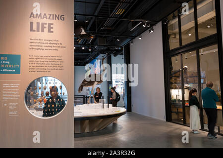 Besucher untersuchen Exemplare in der "Amazing Life" Galerie im Burke Museum am 9. Oktober 2019. Die neue Burke's 113.000 qm große Anlage wird seine Sammlung von 16 Millionen Artefakte und Exemplare Haus, Austausch der 60er-Ära Gebäude herausgewachsen war. Das Wahrzeichen Natural History Museum wird für die Öffentlichkeit geöffnet am Samstag, den 12. Oktober. Stockfoto