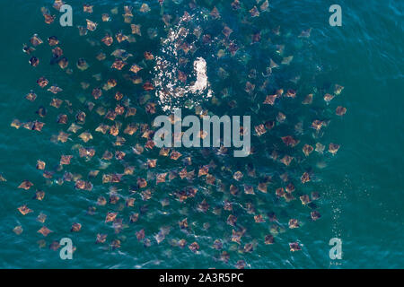 Luftaufnahme von eine sehr große Schule von Mobula Rochen, mobula munkiana, Fütterung an der Oberfläche, Meer von Cortes, Baja California, Mexiko. Stockfoto