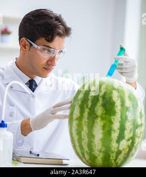 Die Wissenschaftler testen Wassermelone im Labor Stockfoto