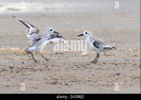 Sanderlings (Calidris alba) am Ostende Strand, Galveston, USA Stockfoto