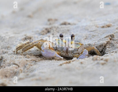 Atlantic ghost Crab auf dem Sand, aus der Nähe. Stockfoto
