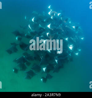 Unterwasser Blick auf eine große Schule von Mobula Rochen, mobula munkiana, im flachen Wasser, Meer von Cortes, Baja California, Mexiko. Stockfoto