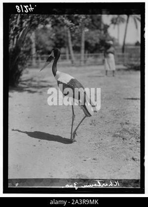 Sudan. Khartum. Khartum Zoo. Die rote Bill (Ephippiorhynchus senegalensis) Stockfoto