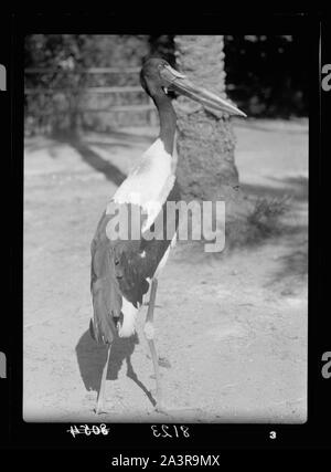 Sudan. Khartum. Khartum Zoo. Die rote Bill (Ephippiorhynchus senegalensis) Stockfoto