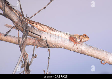 Indische Chamäleon oder Eidechse in Indian Forest suchen am Abend Stockfoto