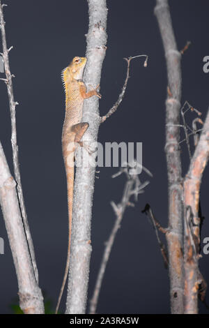 Indische Chamäleon oder Eidechse in Indian Forest suchen am Abend Stockfoto