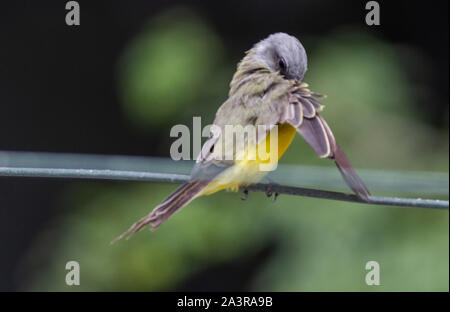 Ein paar Vögel auf einem Stick Stockfoto