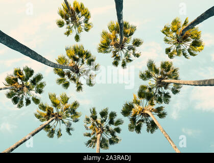 Tropische Palmen auf Sommer Himmel Hintergrund. Low Angle View. Getonten Bild Stockfoto