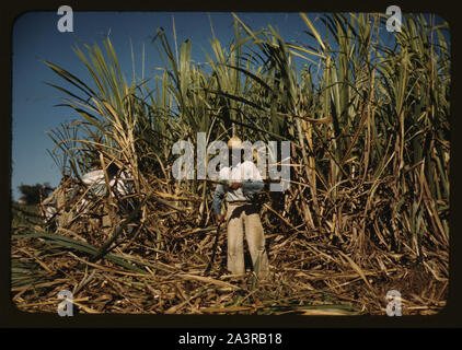 Zuckerrohr Arbeiter in den reichen Bereich, nähe von Guanica, Puerto Rico Stockfoto