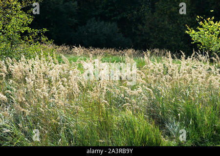 Tops von trockenem Gras in einer Waldlichtung an einem sonnigen Herbsttag Stockfoto