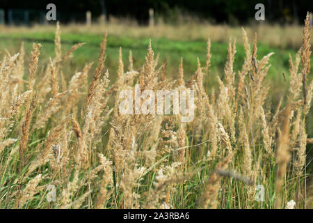 Tops von trockenem Gras in einer Waldlichtung an einem sonnigen Herbsttag Stockfoto