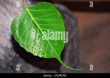 Regen fällt auf ficus Blätter closeup mit dunklen und Unschärfe Hintergrund Stockfoto