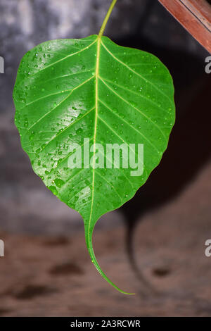 Regen fällt auf ficus Blätter closeup mit dunklen und Unschärfe Hintergrund Stockfoto