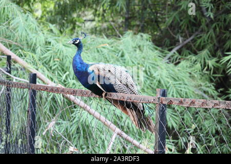 Die königliche Schönheit des Dschungels. Pfau Vogel. Pfau oder männlichen Pfau mit extravaganten Gefieder. Schöne Pfau mit eyespotted Schwanzfedern. Wild Stockfoto