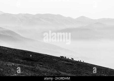 Einige Pferde Silhouetten auf Monte Subasio Berg, über ein Meer von Nebel Füllen der Valle Umbra Stockfoto