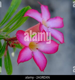 Indonesien Sumba blühende Pflanze - adeniums obesum pink Stockfoto