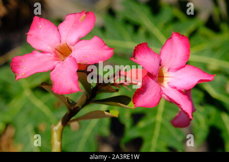 Indonesien Sumba blühende Pflanze - adeniums obesum pink Stockfoto