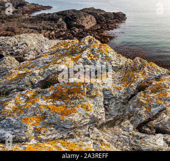 Flechten bedeckt Schiefer Gestein von Porth Dafarch, Anglesey, Nordwales Stockfoto