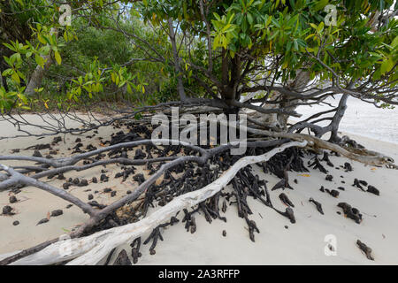 Verwirrte Luftwurzeln einer Paperbark Baum und Mangroven am Strand, Elim Strand, Far North Queensland, FNQ, QLD, Australien Stockfoto