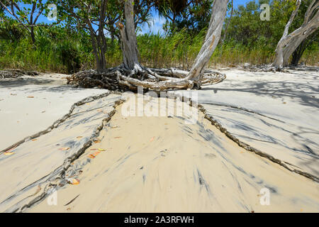 Wurzeln eines Paperbark Baum haben durch eine laufende Creek ausgesetzt worden, Elim Strand, in der Nähe von Cooktown, Far North Queensland, FNQ, QLD, Australien Stockfoto