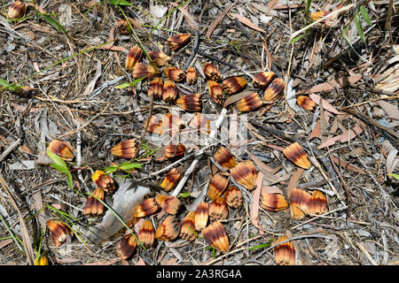 Gefallenen Frucht einer Pandanus Baum, Far North Queensland, FNQ, QLD, Australien Stockfoto