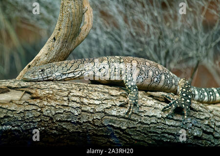 Perentie-monitor Varanus giganteus Stockfoto