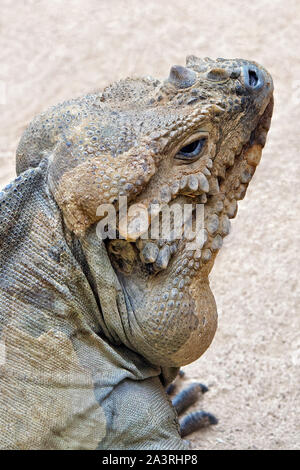 Rhinoceros iguana Cyclura cornuta Stockfoto