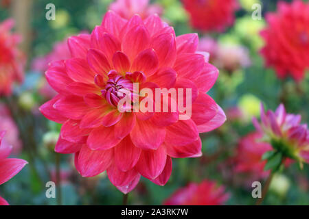 Rosa mit gelben Farbton in der Mitte einer dahlie Vielzahl Kilburn Rose Blume, mit einem Hintergrund von unscharfen Blumen und Blätter und gute Kopie. Stockfoto