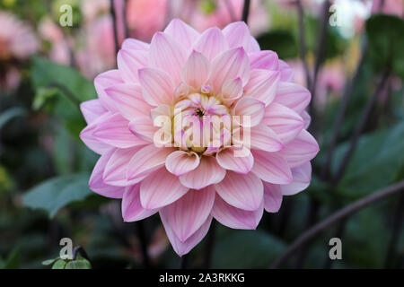 Rosa Dahlie Vielzahl Melodie, Harmonie Blüte mit einem Hintergrund von Unscharfen Blätter und Blüten. Stockfoto