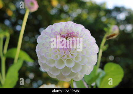 Weiß mit lila Farbton Dahlie Vielzahl Josie Gott Blume mit einem Hintergrund von Unscharfen Blätter und gute Kopie. Stockfoto