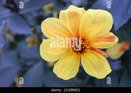 Gelb mit Orange Center Dahlie Vielzahl Hadrians Sonnenlicht Blume mit einem Hintergrund von Blättern, Blüten und gute Kopie Raum verwischt. Stockfoto