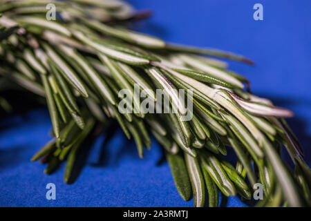 Frischem Rosmarin auf blauem Hintergrund isoliert. Stockfoto